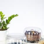 ظرف کیک کوچک پریما